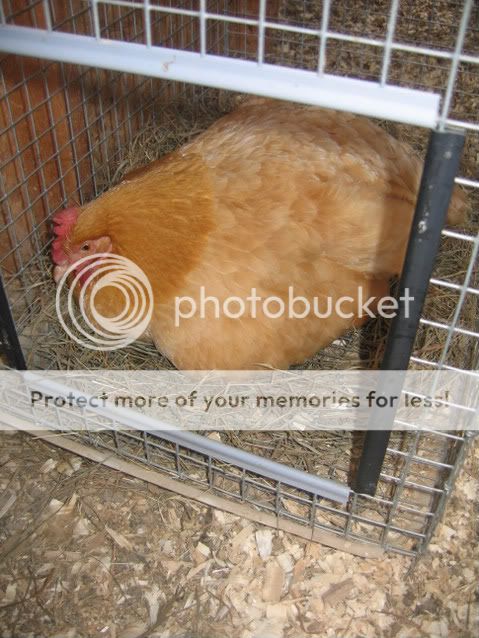 Geese004.jpg