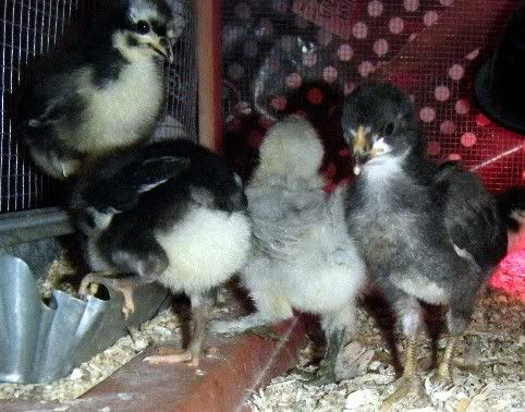 allchicks017.jpg