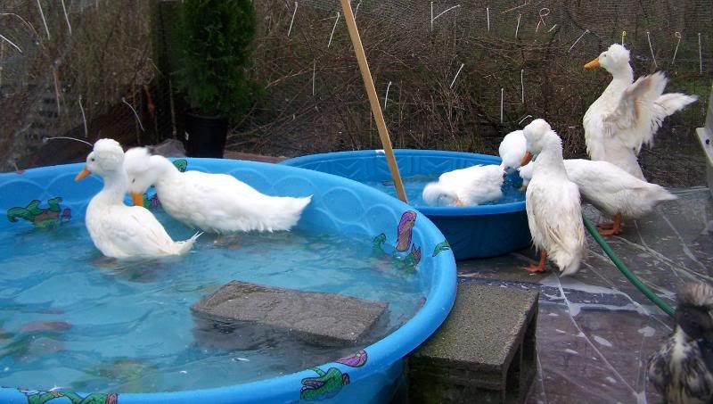 happyducks3-1.jpg