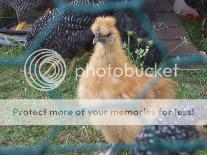 Silkie2.jpg