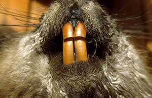 beaver_teeth.jpg