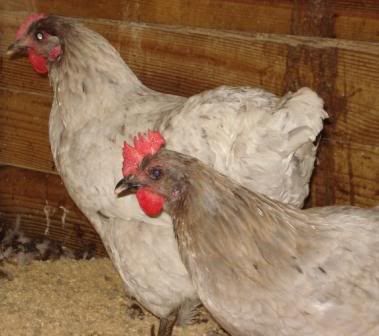 splashhens.jpg