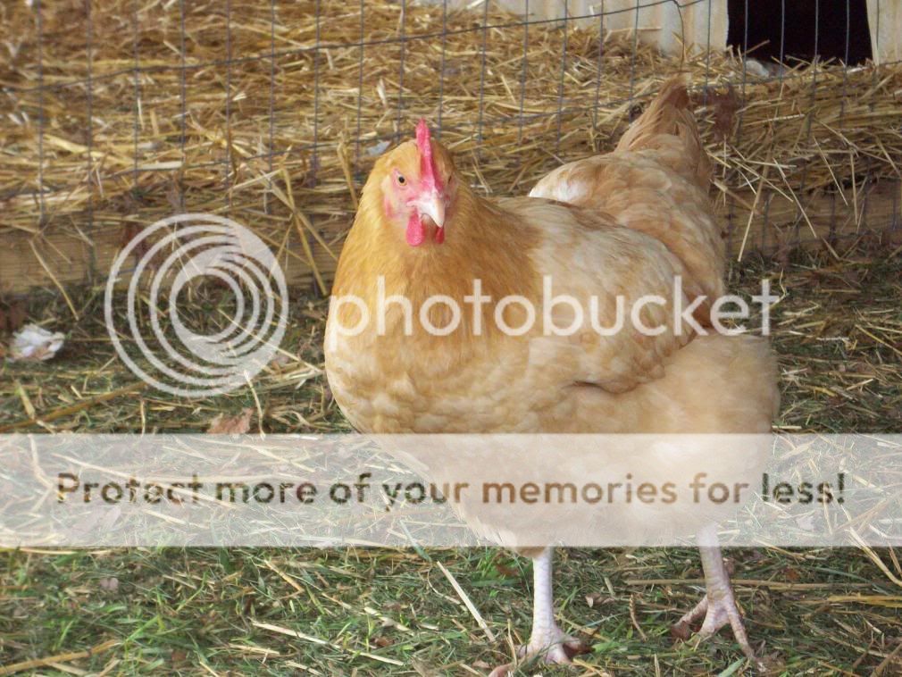 Chickens010.jpg
