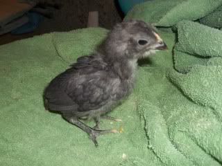 chicksDec019.jpg