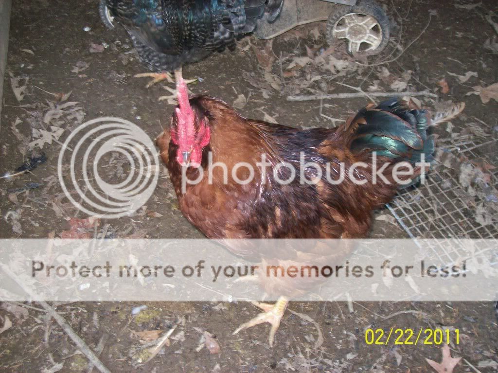 chickenhelp016.jpg