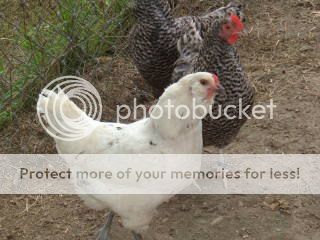 Copy2offromthefarm7-24-08004.jpg