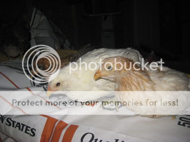 IMG_5623.jpg