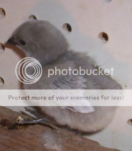 BlueChick.jpg