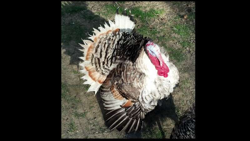 3d07816e_sweetgrassturkeytom22013.jpeg