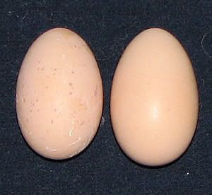 eggs.jpg
