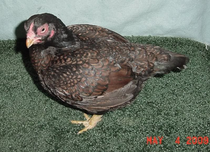 cornishhen003-1.jpg