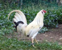 20190cd7192e0b3a49ce5b8f099a784a--game-fowl-exotic-birds.jpg