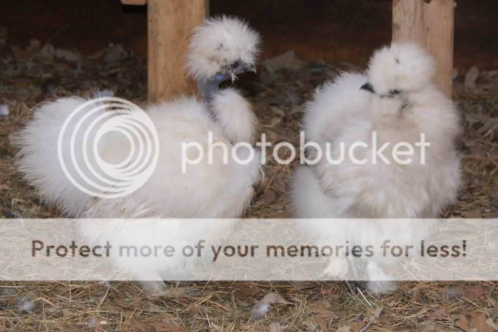 newpullets.jpg