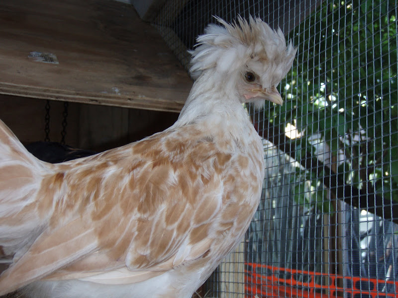 Chickens%20029.JPG