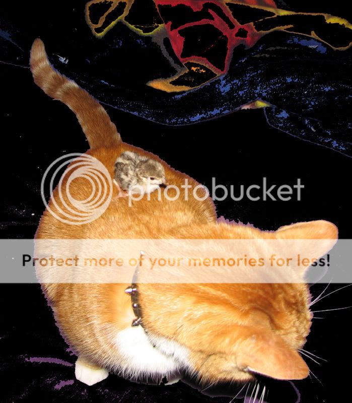 ChookRide.jpg