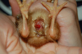 chick+bloody.jpg