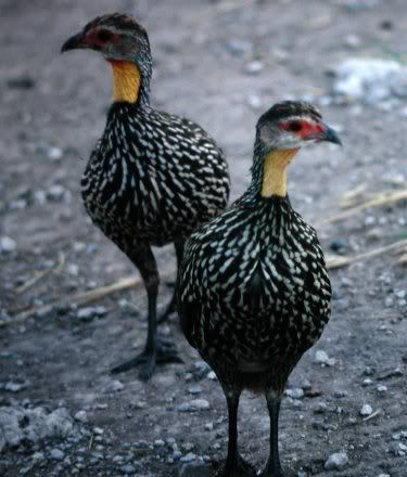 Yellowneckedpair.jpg