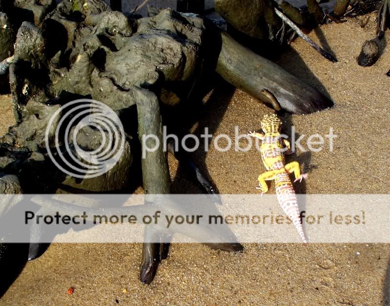 mem17.jpg