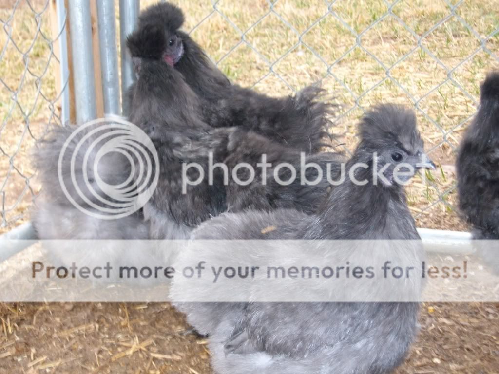 Pullet-Willow2-25-11.jpg