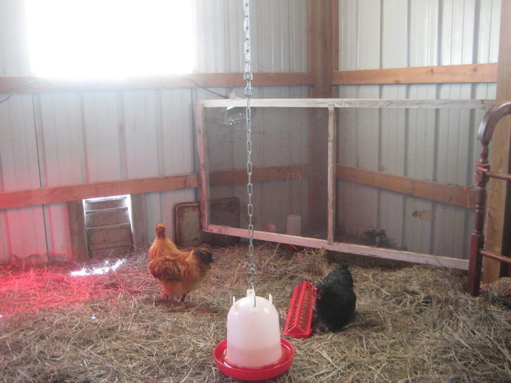 chickens014.jpg
