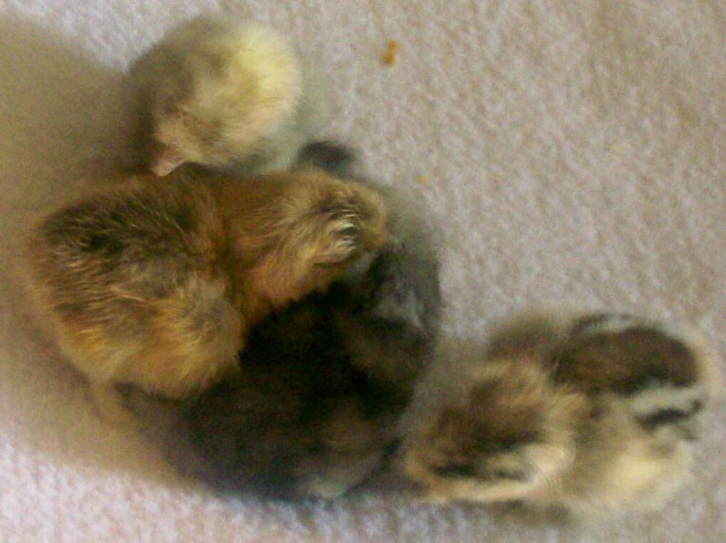 silkies2.jpg