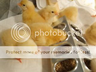 Chicks009.jpg