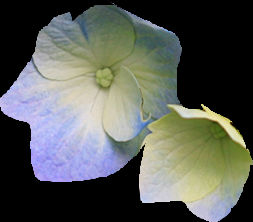 flower.jpg