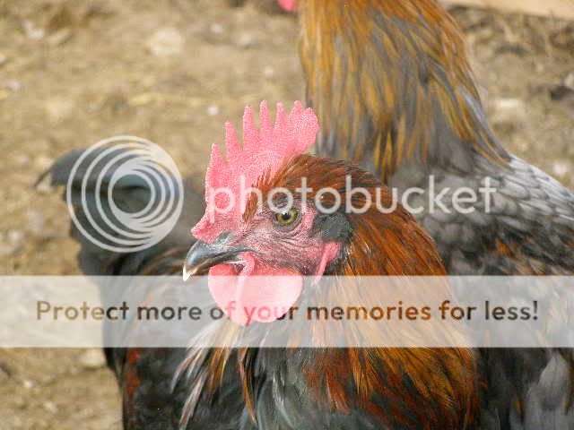 Marans001.jpg