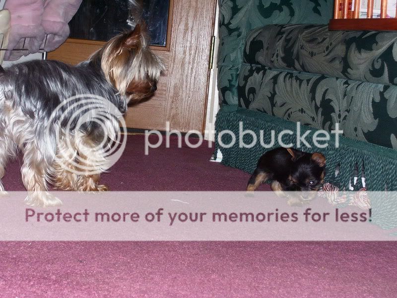Puppies003.jpg