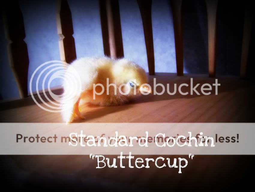 Buttercup.jpg