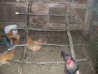 Rabbitsandchickens061.jpg