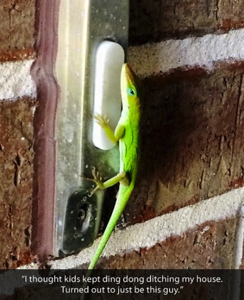 lizard+prank.jpg