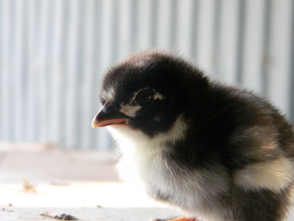 ChickPicks4020.jpg
