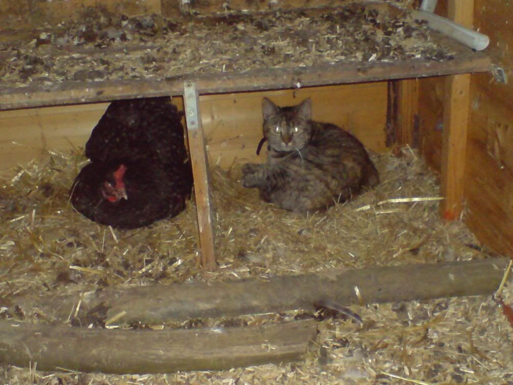 DSC00345.jpg