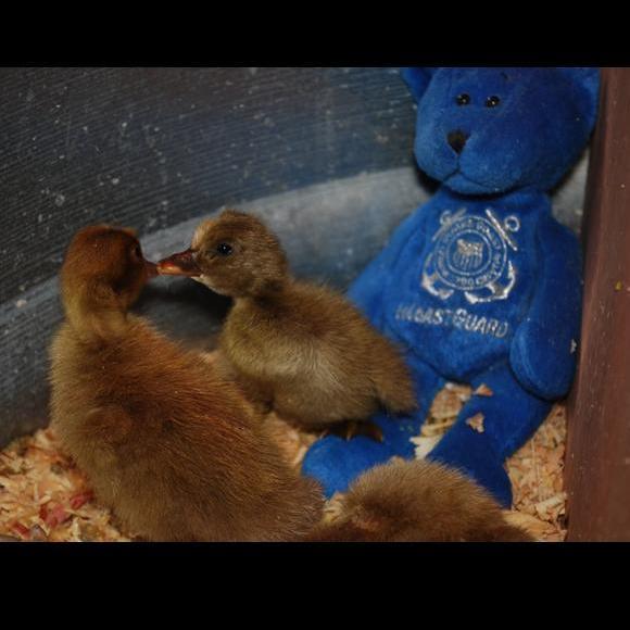 800x600px-LL-cb8eb363_ducks-khaki_campbell-35764-684979.jpeg