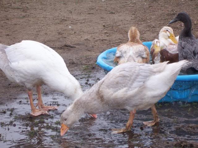 100_3784.jpg