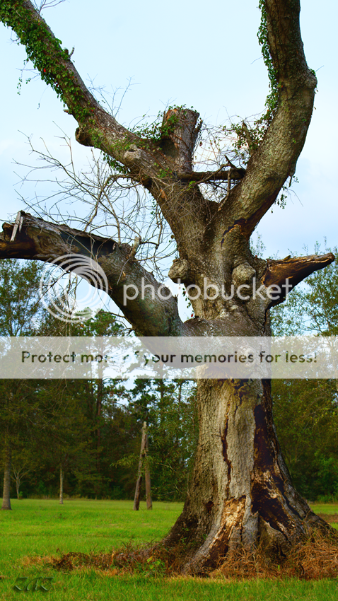 DSC00528.png