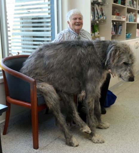 its-the-dogs-turn.jpg