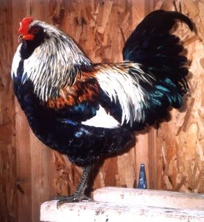 rooster.jpg