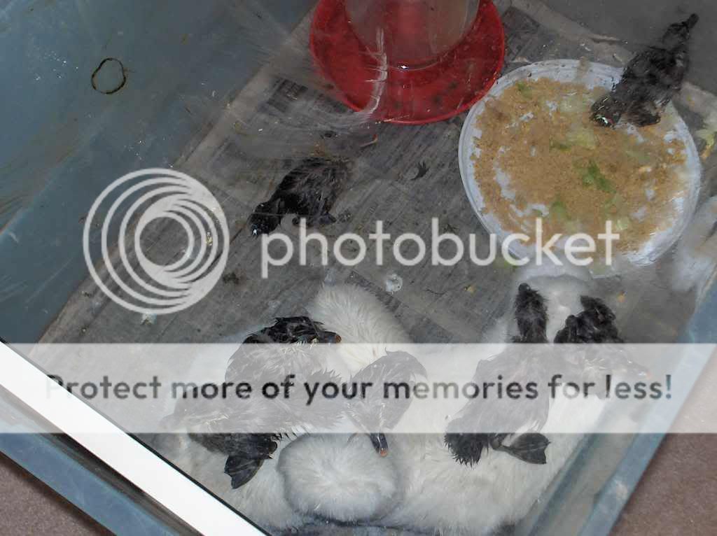 babyducks005.jpg