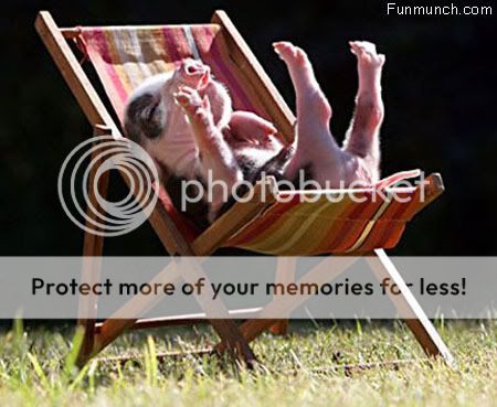 funny_animals_pictures_16.jpg