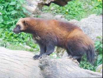 wolverine_1.jpg