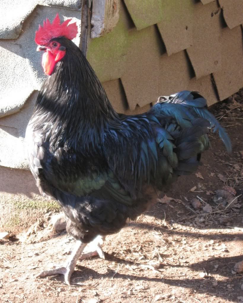 dec09chickens043.jpg