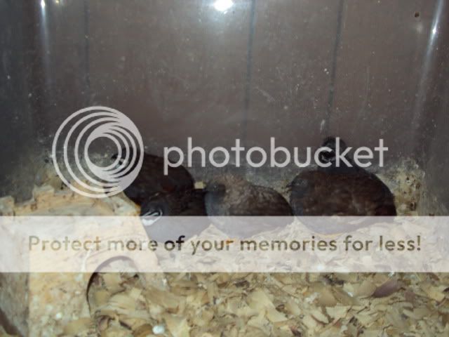 DSC00126.jpg