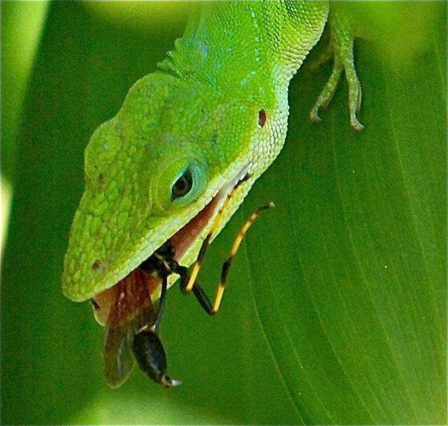 lizard_eating_bug_by_mealybug18-d311qfo.jpg