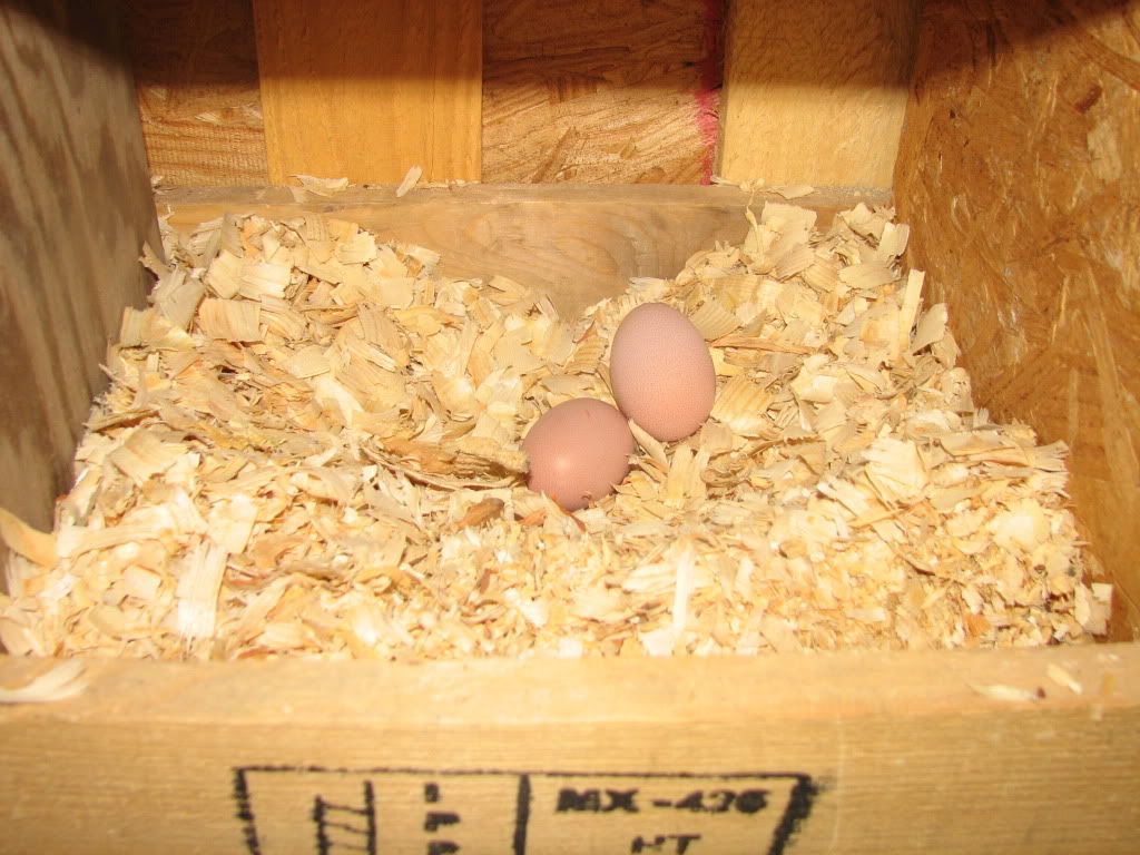 Firstegg013.jpg