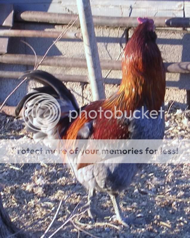 OliveEggers3.jpg