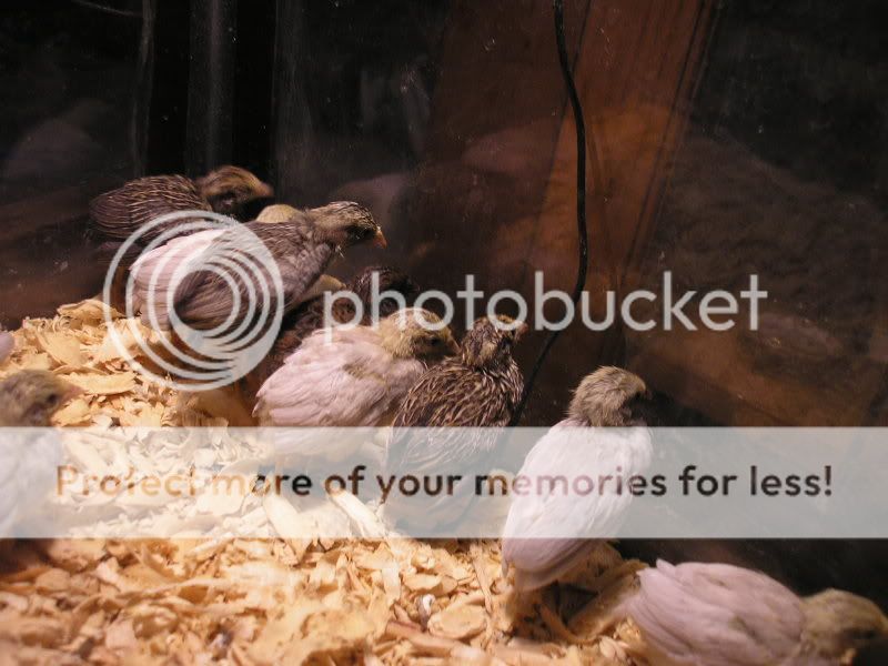 P1010168-1.jpg