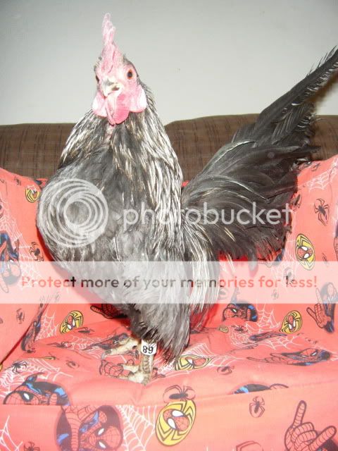 2008_0630serama0006.jpg