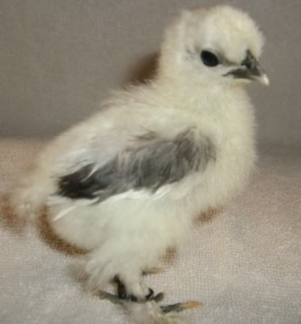silkie1.jpg